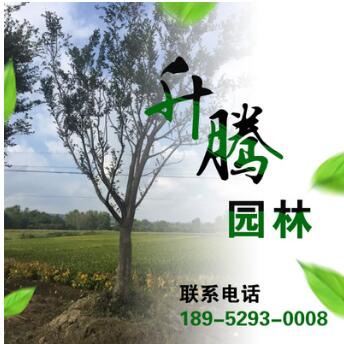 長期供應優質草坪 喬木樸樹 叢生樸樹 櫸樹