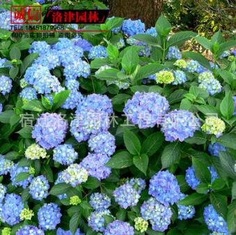 供應園林觀花植物小苗 八仙繡球小苗 庭院觀花繡球苗 麻葉繡球