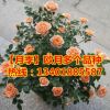 品種月季花 大花月季四季開花 工程綠化觀花植物花卉園藝庭院