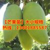 占地苗批發基地直銷大量供應金煌芒/四季蜜芒/凱特苗等…各種芒果