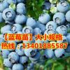 占地苗基地批發水果樹苗 發貨3年苗 南高叢 兔眼藍莓樹苗藍梅苗