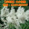 批發珍珠梅 珍珠梅花苗工程綠化苗木 行道樹規格全 量大從優