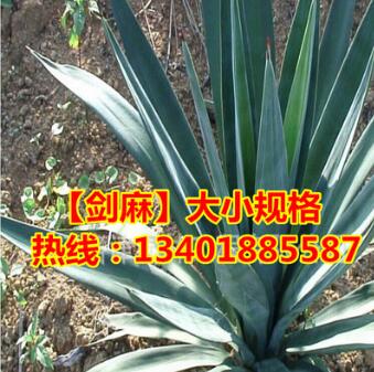 基地直銷劍麻 綠化苗木 優(yōu)質(zhì)劍麻 劍麻苗 鳳尾蘭小苗劍麻大苗