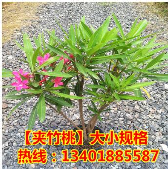 批發(fā)夾竹桃 綠化苗木 夾竹桃樹苗 庭院 別墅美化苗 高速綠化