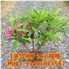 批發夾竹桃 綠化苗木 夾竹桃樹苗 庭院 別墅美化苗 高速綠化