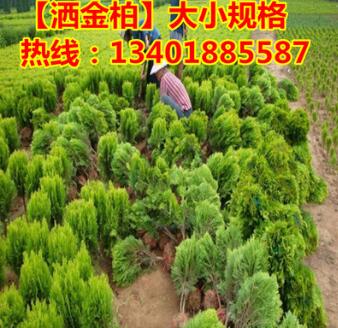 占地苗批發(fā)灑金柏 灑金柏球 灑金柏苗木 園林綠化苗木直銷