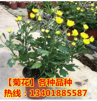 出售高檔菊花 東海的月 觀賞型菊花 菊花品種 菊花苗 盆栽花卉