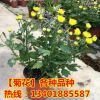 出售高檔菊花 東海的月 觀賞型菊花 菊花品種 菊花苗 盆栽花卉
