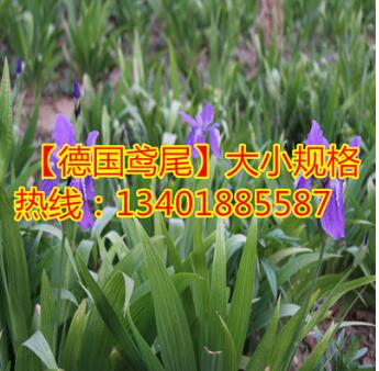 占地苗 基地批發(fā)出售德國鳶尾 德國鳶尾價(jià)格 德國鳶尾數(shù)量大