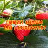 占地苗草莓基地供應質優價廉四季草莓當年結果四季草莓批發草莓苗