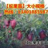 占地苗正宗矮化紅蛇果嫁接苗 南北方盆栽地栽 美國紅蛇果蘋果樹苗