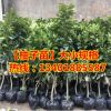 占地苗栽培二年文旦樹苗/庭院綠化柚子樹苗/四季常青果樹苗柚子苗