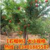 占地苗批發基地供應果樹苗木石榴樹苗 盆栽地栽石榴苗 優質石榴樹