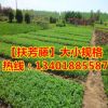 占地苗出售扶芳藤苗扶芳藤小苗 綠化用法桐苗 品種純正 量大優惠