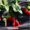 本基地供應(yīng)法蘭帝草莓苗 草莓苗價(jià)格合理 1年生草莓苗