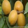 基地批發杏樹 成活率高杏樹 適應性強 金太陽杏樹 規格多樣