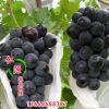 葡萄苗 優質葡萄樹苗 嫁接夏黑葡萄苗