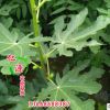 無花果樹 仁源農業科技現貨直銷無花果樹 成活好價格低 品質保證