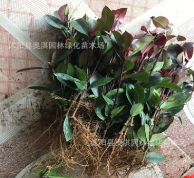 批發紅葉石楠 綠化小苗 紅葉石楠小苗 紅葉石楠苗 基地直銷