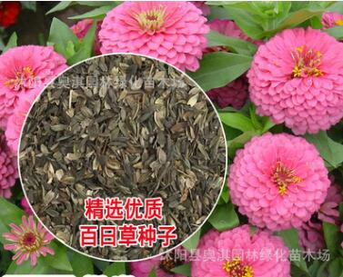 實體店批發進口草花種子 百日花 百日草種子 單色百日草