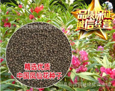 批發優質草花花卉種子 鳳仙花種子 四季可播 保質保量