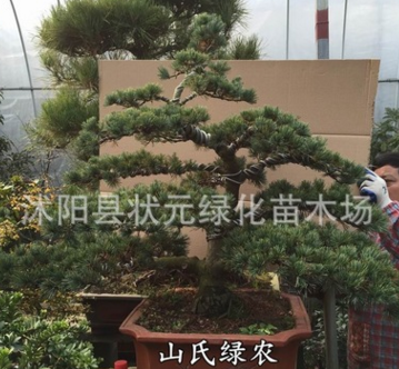 實(shí)拍大阪松盆景古樁實(shí)物 盆景樹樁造型 宮島大阪松盆景