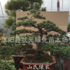 實拍大阪松盆景古樁實物 盆景樹樁造型 宮島大阪松盆景