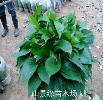 綠蘿吊蘭 室內盆栽 室內植物盆栽 綠羅