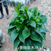 綠蘿吊蘭 室內盆栽 室內植物盆栽 綠羅
