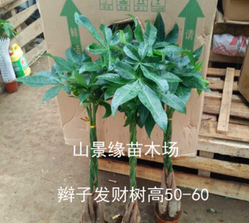【基地直供】批發發財樹 觀葉植物小盆栽花卉發財樹盆栽