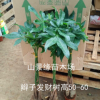 【基地直供】批發發財樹 觀葉植物小盆栽花卉發財樹盆栽