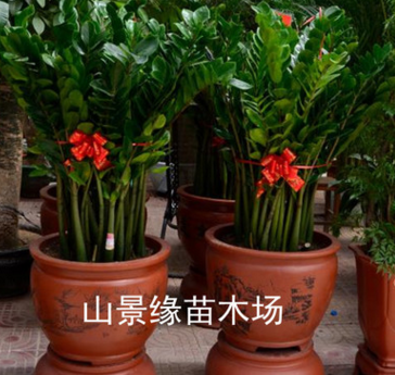 金錢樹 室內 盆栽 大 招財進寶榮華富貴 金錢樹盆栽
