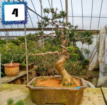 羅漢松 四季常青高檔庭院植物 樹樁熟樁盆景造型羅漢松按圖發貨