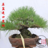 黑松盆景 樹樁樹樁 高檔庭院植物 景觀專用 客廳盆景 黑松造型樹