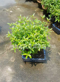 15CM球型滿天星 盆景植物花卉小盆栽綠色室內(nèi)花木