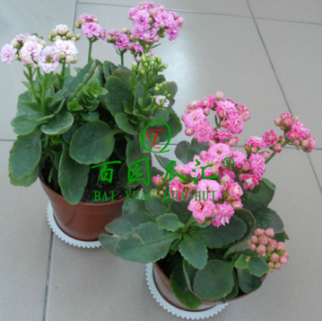 室內綠植 長壽花重瓣苗 長壽花苗 長壽花盆栽 多肉植物 防輻射