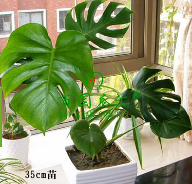 室內綠色植物喜陰 辦公室盆栽植物龜背竹 水培植物 凈化空氣包活