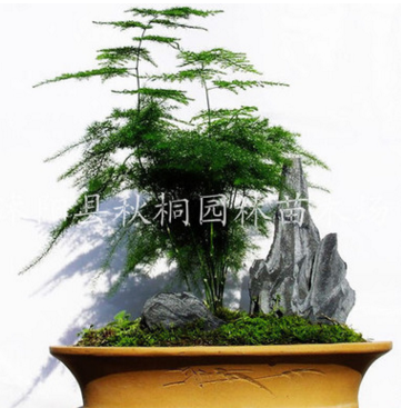 優質文竹盆栽花卉 辦公室內觀葉植物 宿根植物 四季常青 凈化空氣