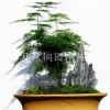 優(yōu)質(zhì)文竹盆栽花卉 辦公室內(nèi)觀葉植物 宿根植物 四季常青 凈化空氣