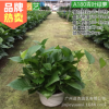 A180#青葉綠蘿盆景中小型綠色花草植物花卉盆栽綠蘿基地批發(fā)