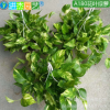 A180#花葉綠蘿盆景辦公室中小型綠色花草植物花卉吊籃盆栽批發(fā)
