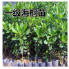 苗圃直銷海桐苗 海桐球 桿直分叉多冠型優美勻稱 一級苗規格齊全