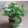 國花茉莉花 一卉能熏一室香 茉莉花苗 盆栽植物花卉