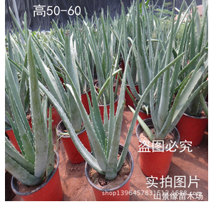 綠植 盆栽蘆薈苗 庫拉索蘆薈苗 庫拉索蘆薈 蘆薈葉