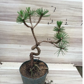 黑松盆景黑松造型苗 黑松盆景樹樁五針?biāo)尚∶绾谒膳杈? title=