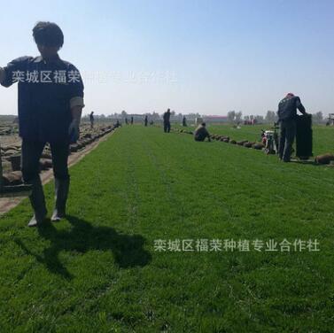 基地批發(fā)四季青綠化草坪百慕大果嶺草坪冷季型泥培草坪直銷價格