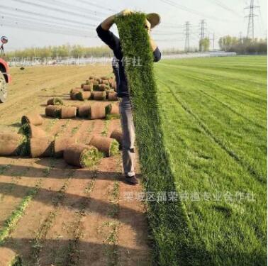 基地直銷(xiāo)工程綠化草坪高密度草皮修剪平整園藝綠化四季青草坪價(jià)格