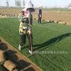 河北草皮廠家批發(fā) 高羊茅早熟禾混播草皮 城市綠化建設