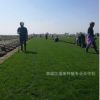 廠家直銷美觀綠化草坪耐寒耐旱耐踐踏草坪綠化工程專用草坪價格