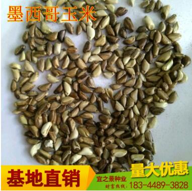 批發(fā)高產(chǎn)墨西哥玉米草種子包郵 闊葉優(yōu)12 大芻草 豬馬牛羊魚草籽